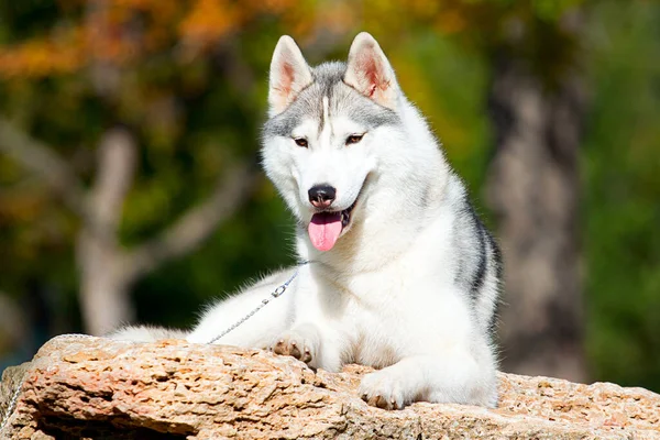 Bedårande Sibirisk Husky Hund Utomhus — Stockfoto