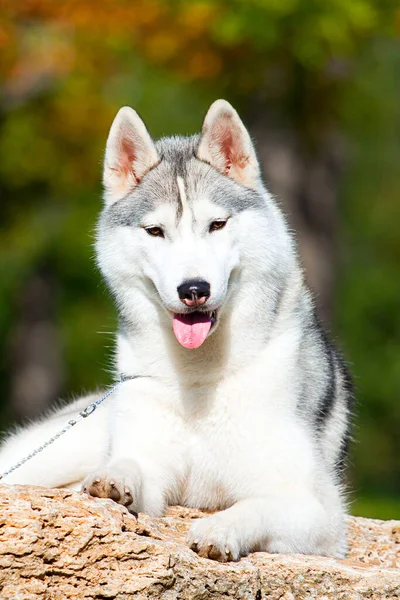 Adorable Chien Husky Sibérien Extérieur — Photo