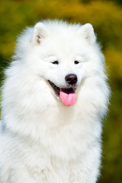 Adorable Samoed Dog Outdoors — Stock Photo, Image