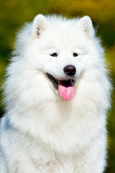 Sevimli Samoed Köpeği Açık Havada — Stok fotoğraf