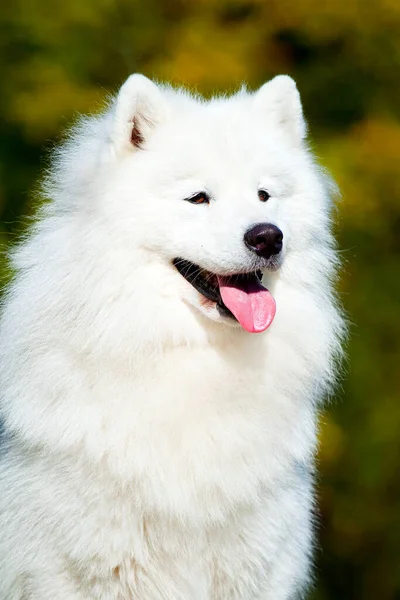 Adorable Samoed Dog Outdoors — Stock Photo, Image