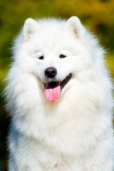 Adorable Samoed Dog Outdoors — Stock Photo, Image