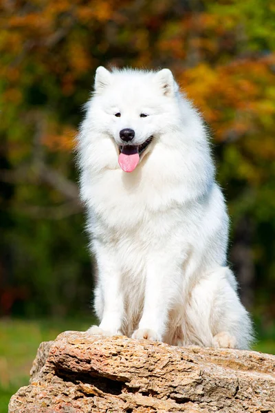 Adorável Samoed Cão Livre — Fotografia de Stock