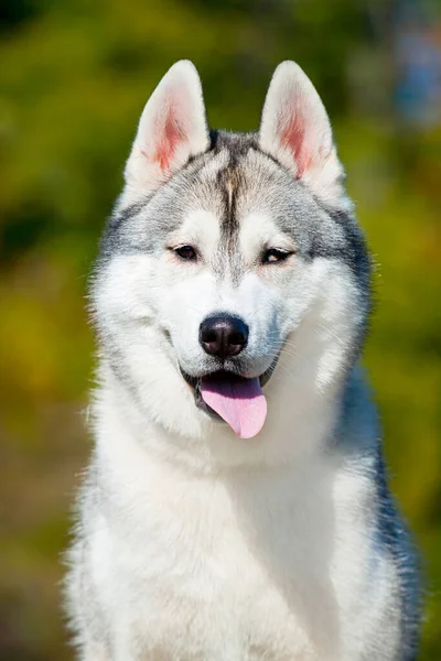 Adorable Perro Husky Siberiano Aire Libre —  Fotos de Stock