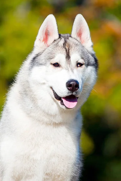 可敬的西伯利亚哈士奇犬户外 — 图库照片