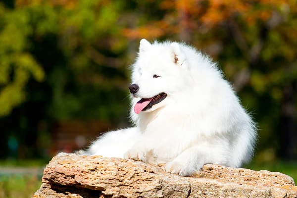 Bedårande Samoed Hund Utomhus — Stockfoto