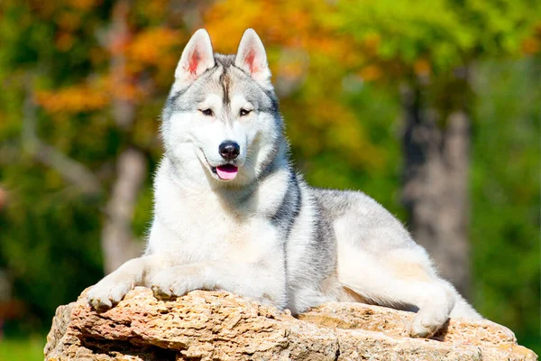 Adorável Siberian Husky Cão Livre — Fotografia de Stock