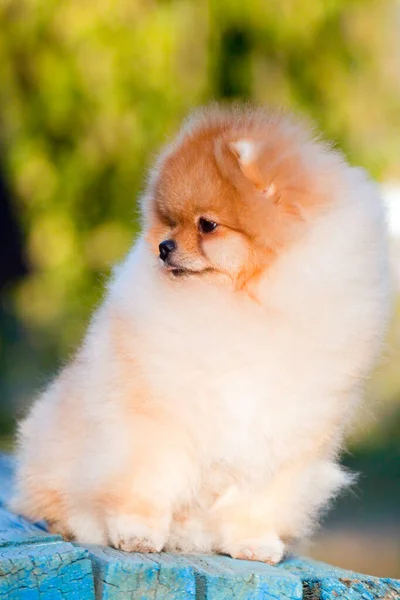 Grappig Pomeranian Spitz Puppy Buiten — Stockfoto