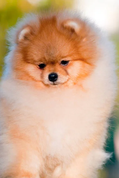 Funny Pomeranian Spitz Puppy Outdoors — Stock Photo, Image