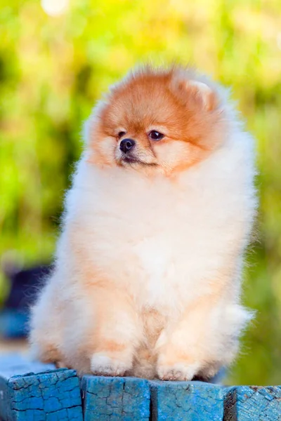 Funny Pomeranian Spitz Puppy Outdoors — Stock Photo, Image