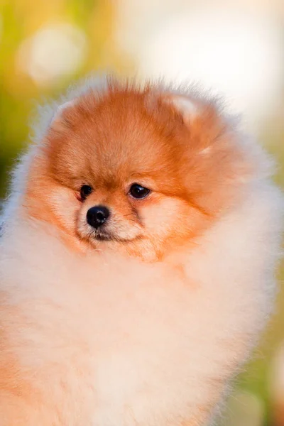 Grappig Pomeranian Spitz Puppy Buiten — Stockfoto