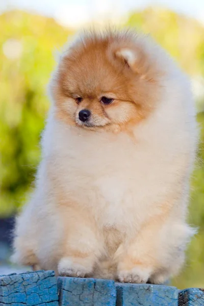 Grappig Pomeranian Spitz Puppy Buiten — Stockfoto