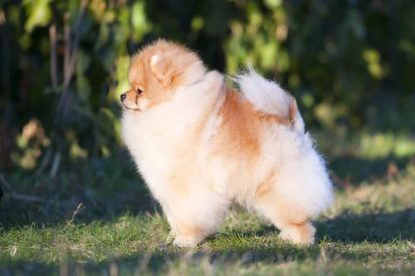 Grappig Pomeranian Spitz Puppy Buiten — Stockfoto
