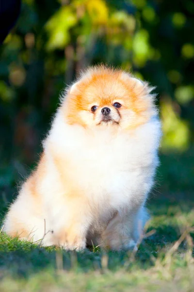 Divertido Pomeranian Spitz Cachorro Aire Libre —  Fotos de Stock