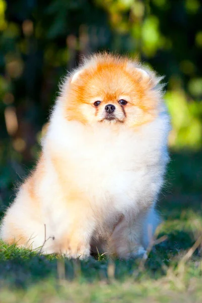 Divertido Pomeranian Spitz Cachorro Aire Libre —  Fotos de Stock