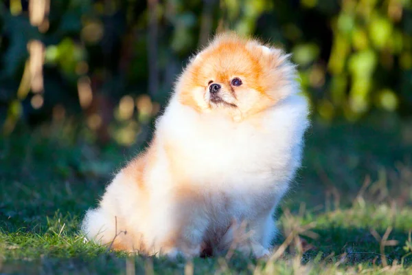 Śmieszne Pomeranian Spitz Szczeniak Zewnątrz — Zdjęcie stockowe