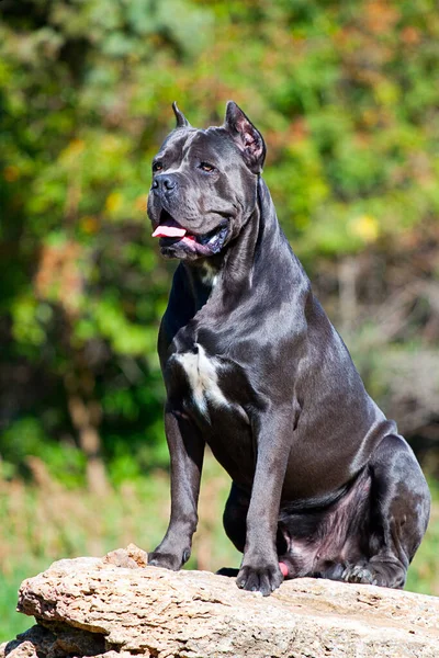 Talyan Cane Corso Köpeği Açık Havada — Stok fotoğraf