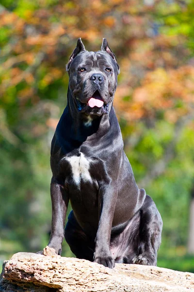 Italienska Cane Corso Hund Utomhus — Stockfoto