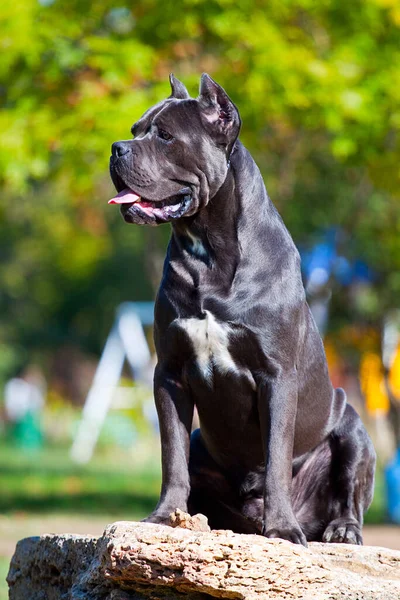 Olasz Cane Corso Kutya Szabadban — Stock Fotó