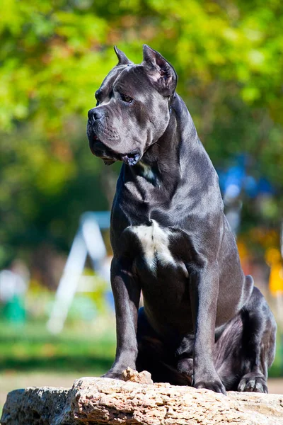 Włoski Pies Cane Corso Plenerze — Zdjęcie stockowe