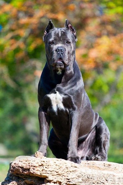 屋外でイタリアの杖コルソ犬 — ストック写真