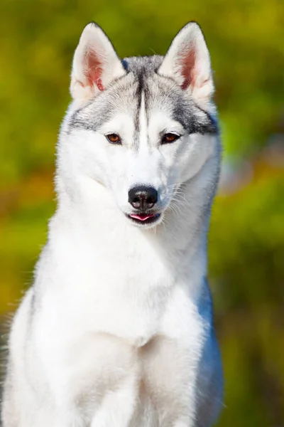 愛らしいシベリアのハスキー犬屋外 — ストック写真