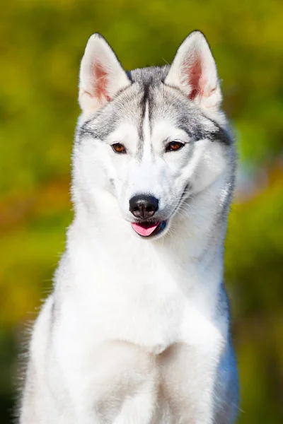 Αξιολάτρευτο Σιβηρίας Χάσκι Σκυλί Εξωτερική — Φωτογραφία Αρχείου