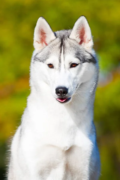 Imádnivaló Szibériai Husky Kutya Szabadban — Stock Fotó