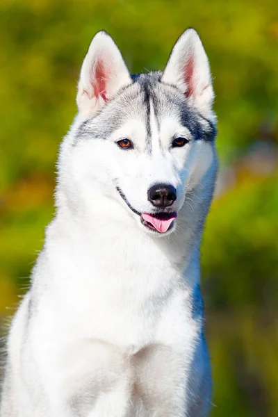 Αξιολάτρευτο Σιβηρίας Χάσκι Σκυλί Εξωτερική — Φωτογραφία Αρχείου