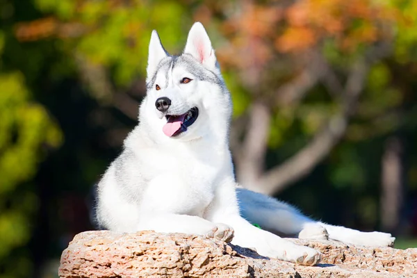 Schattige Siberische Husky Hond Buiten — Stockfoto