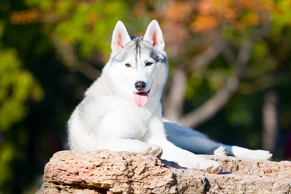 Bedårande Sibiriska Husky Hund Utomhus — Stockfoto