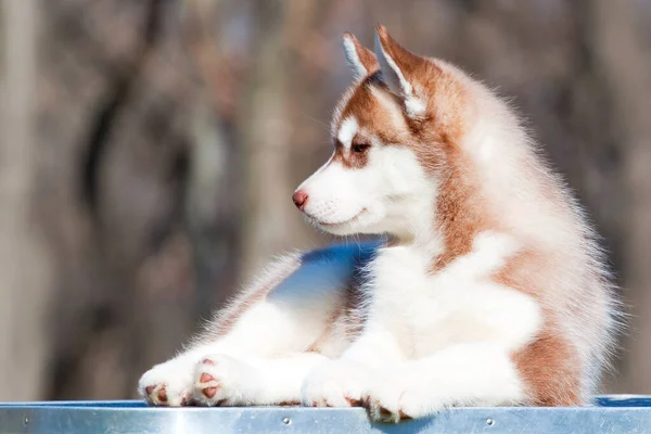 シベリアハスキー子犬屋外 — ストック写真