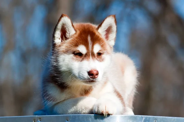 シベリアハスキー子犬屋外 — ストック写真