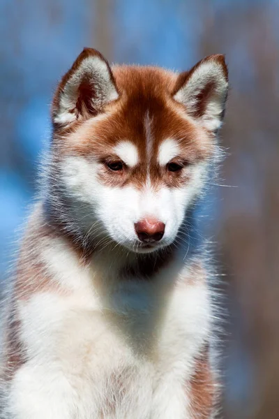 Sibirien Husky Valp Utomhus — Stockfoto