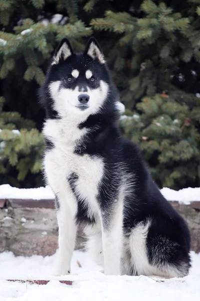 Adorável Siberian Husky Cão Livre — Fotografia de Stock