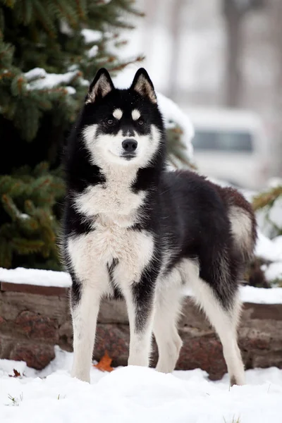 Imádnivaló Szibériai Husky Kutya Szabadban — Stock Fotó