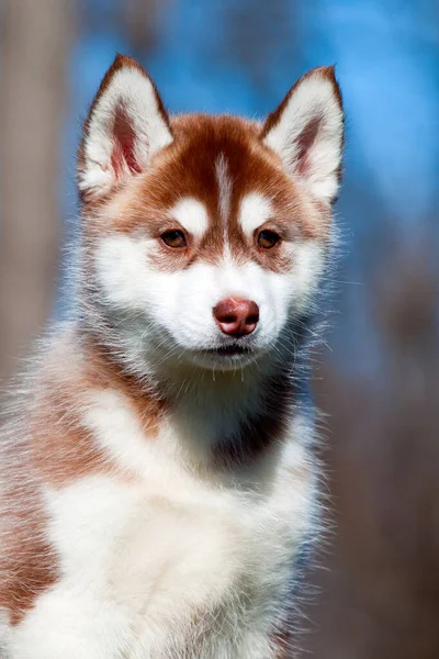 Syberyjski Szczeniak Husky Zewnątrz — Zdjęcie stockowe