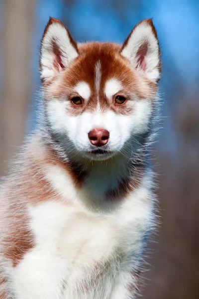 Szibériai Husky Kiskutya Szabadban — Stock Fotó