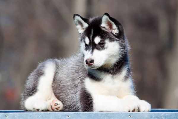 Siberian Husky Puppy Outdoors — Stock Photo, Image