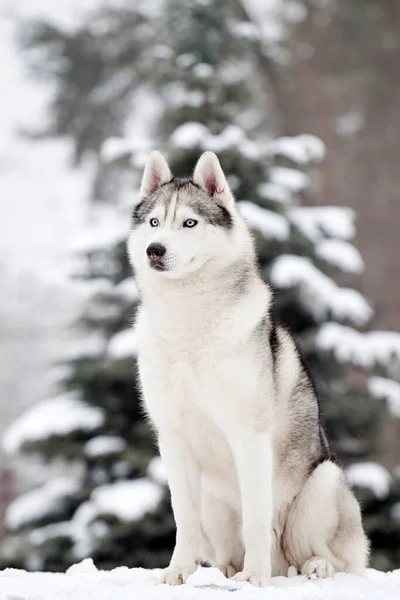 Imádnivaló Szibériai Husky Kutya Szabadban — Stock Fotó