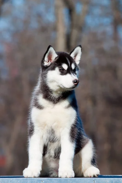 Siberiano Husky Cucciolo All Aperto — Foto Stock