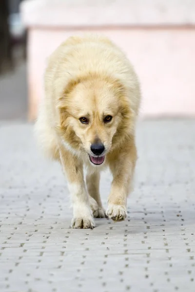 Schattige Labradore Hond Het Park Rechtenvrije Stockfoto's
