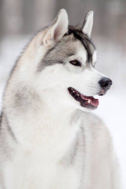 Sevimli Sibirya Husky köpeği açık havada 
