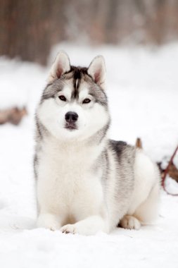 Sevimli Sibirya Husky köpeği açık havada 