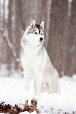 Sevimli Sibirya Husky köpeği açık havada 