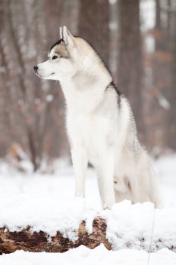 Sevimli Sibirya Husky köpeği açık havada 
