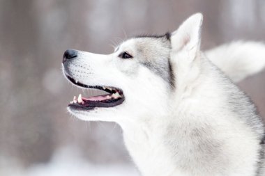 Sevimli Sibirya Husky köpeği açık havada 