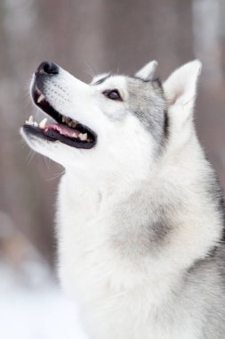 Sevimli Sibirya Husky köpeği açık havada 