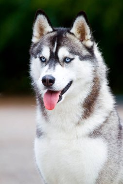 Sevimli Sibirya Husky köpeği açık havada 