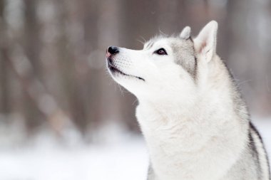 Sevimli Sibirya Husky köpeği açık havada 